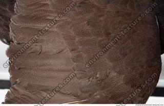 bird skin feather 0012